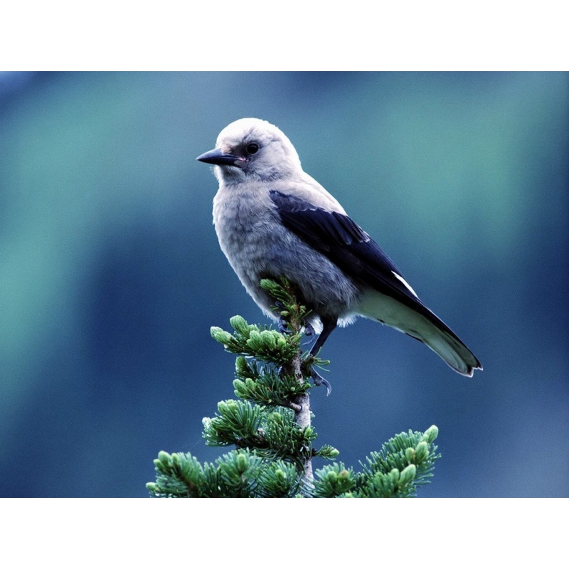 天文望远镜的目镜种类与结构