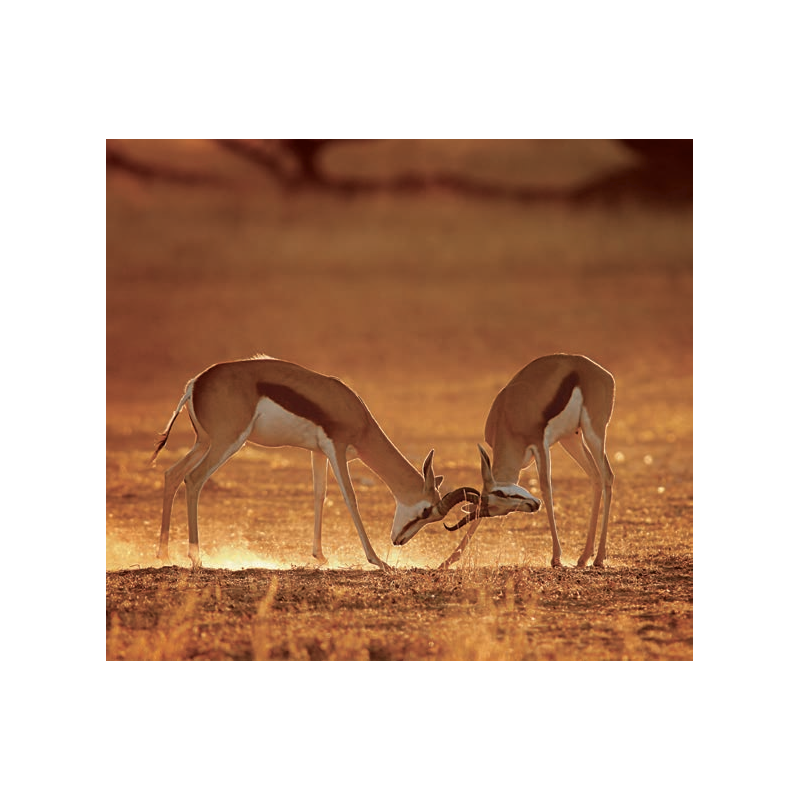 望远镜基础知识-常规参数及解释