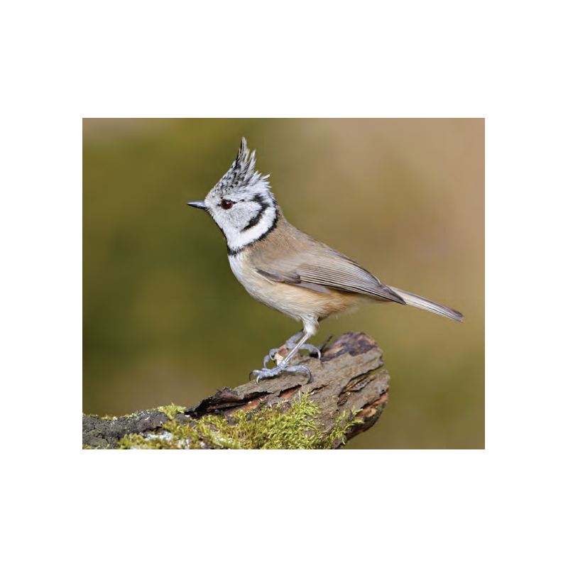 免调焦系列双筒望远镜性能特点