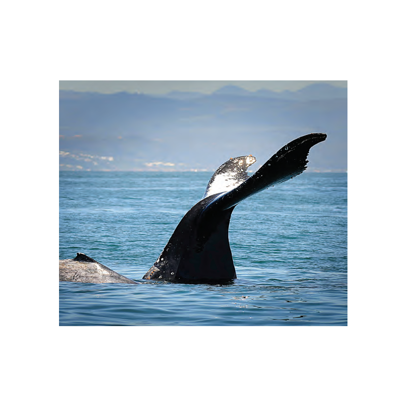 望远镜的焦点类型指的什么